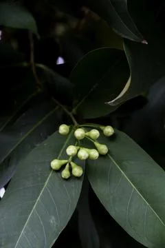 Close-up of guava fruit pistils Stock Photos