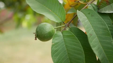 Close-up Of Guava Hanging On Tree Stock-Footage 147692873