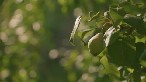 Close Up of Guava Leaves Moving Gently with Sunlight and Soft Bokeh Background Stock Footage 291885153