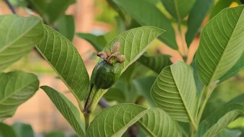 Close-up of Guava tree fruit in an orchard. Stock Footage 311643729