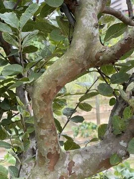 Close Up Of Guava Tree Trunk With Smooth Mottled Exfoliating Bark Foto stock