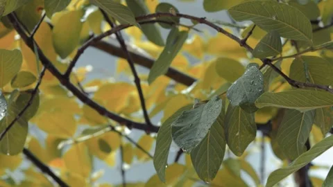 Close up of guava trees after heavy rain Stock Footage 257319993