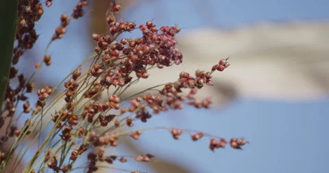 Close-up of guinea corn plant seed 4K slow motion video