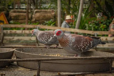 Close-up of a guinea dove Stock-Fotos