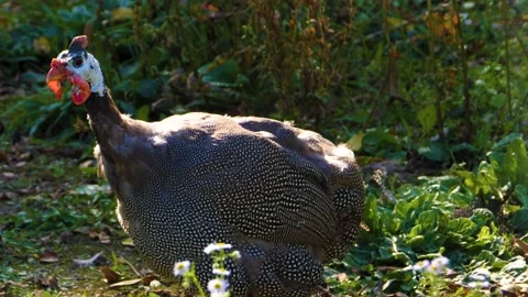 Close up of guinea fowl  Stock Footage 135920170
