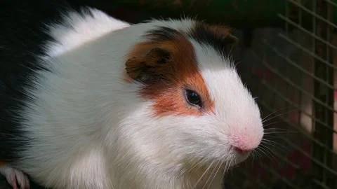 Close up guinea pig basking in the sun 스톡 동영상 246925137