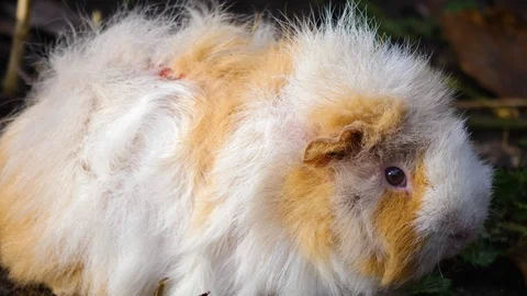 Close up of guinea pig Stock-Footage 121747990