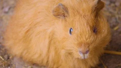 Close up of guinea pig Stock Footage 121748309