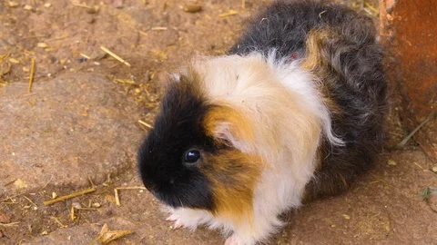 Close up of guinea pig Stock Footage 121748953