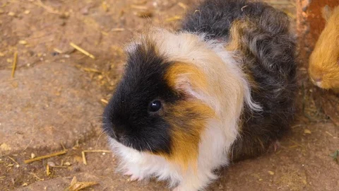 Close up of guinea pig Video stock 121749195