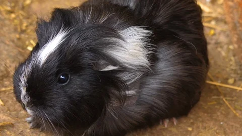 Close up of guinea pig Stock Footage 121749449