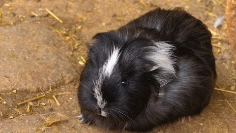 Close up of guinea pig Stock Footage 121750483