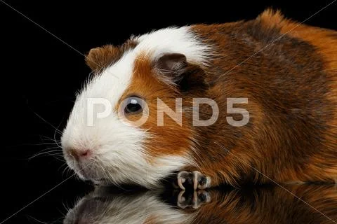 Close-up Guinea pig on isolated black background Stock Photos