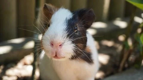 Close up of the guinea pig looking forward to see its small and funny musta.. Stock Photos
