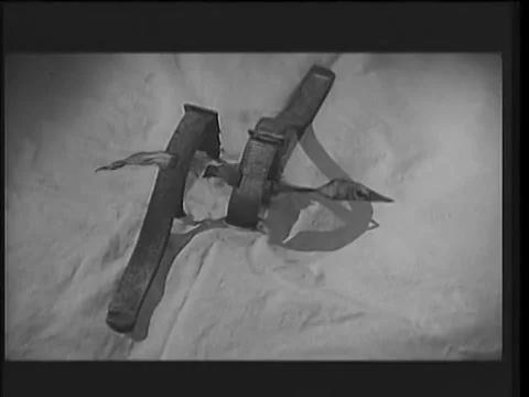 Close up of guinea pig materializing on lab table during experiment, 1960s Stock Footage 58858763