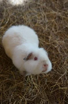 Close up a guinea pig playing in the haystack Foto stock