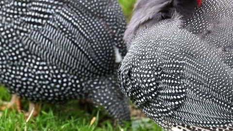 Close-Up of Guineafowl Feather Patterns Stock Footage 309505481