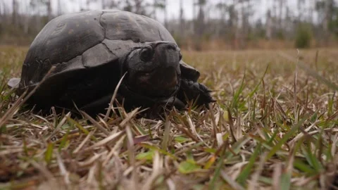Close up of a Gulf Coast box turtle coming towards camera Stock Footage 197470144