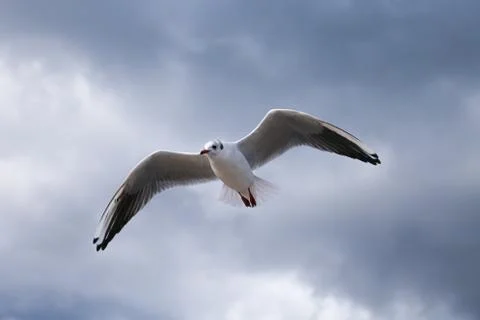Close up of a gull flying on the sky Stock Photos