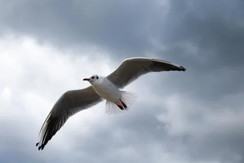 Close up of a gull flying on the sky 写真素材