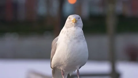 Close-Up of Gull with Orange Beak Stock Footage 305957002