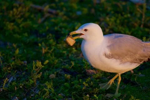 The close-up of the gull Stock Photos