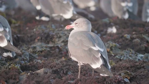 Close Up of a Gull Resting With Its Flock at Moss Beach, California Stock Footage 167743370