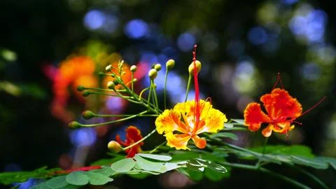 The close-up of Gulmohar flowers with bokeh background Stock Photos