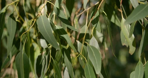 A close up of a gum tree eucalyptus Vidéo 128804904