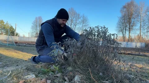 Close up of a guy pruning small green plant leaves with manual garden Stock Footage 346035349
