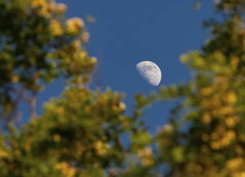 Close-up of the half moon in the evening sky between the flowering branches o Stock Photos