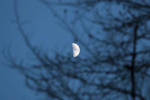 A close-up of the half moon seen through the branches of a tree. Stock-Fotos