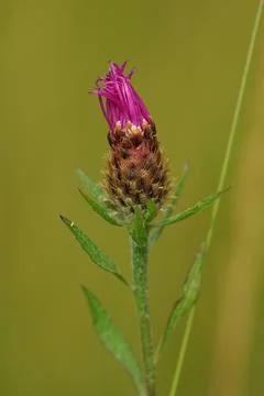 Close up of half opened flower of brown or brownray knapweed, Centaurea jacea Foto stock