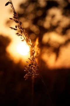 Close-up halm Stock Photos