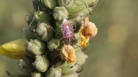 Close up of Halyomorpha halys Bug on Flower in wilderness during sunny day Stock Footage 247253825