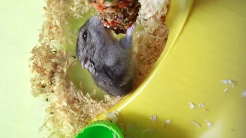 Close up of Hamster eating snack Stock Footage 142930943