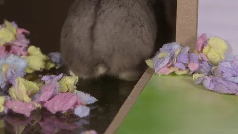 Close up hamster tail as it walks away Video stock 87656344