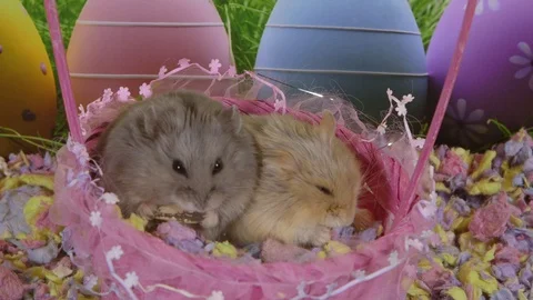 Close up hamsters in easter basket Stock Footage 87656436