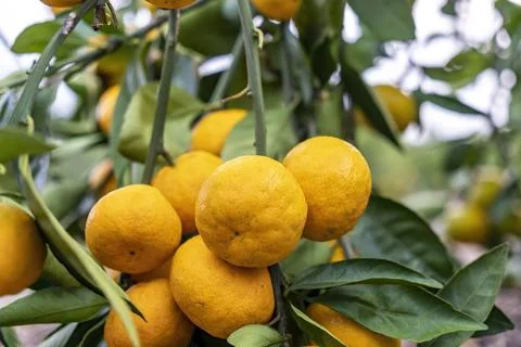 Close up Hand and Oranges in Orange Farm with Beautiful Sunshine Stock Photos