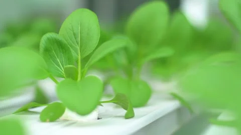 Close up hand and Pak Choi from hydroponic farms 動画素材 135279448
