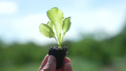 Close-Up of Hand and Vegetable Seedling in Soil 動画素材 289275033