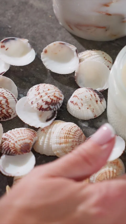 Close up of hand arranging seashells and starfish with distinct white brown Stock Footage 347624730