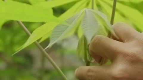 Close-up hand breaking fresh young cassava leaves in garden 스톡 동영상 335135411
