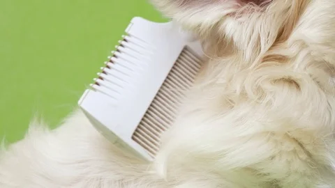 Close up of a hand brushing white fluffy cute dog Chihuahua Stock Footage 127955858