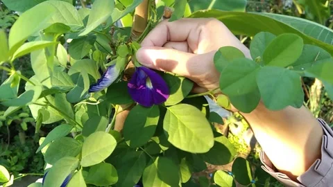 Close-up of a hand carefully picking a fresh purple butterfly pea flower in.. Stock Footage 340488433