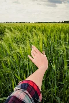 Close up hand caressing crops concept phot Foto stock