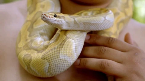 Close up of hand caressing a snake twisted around man's neck. Static Stock Footage 123062558