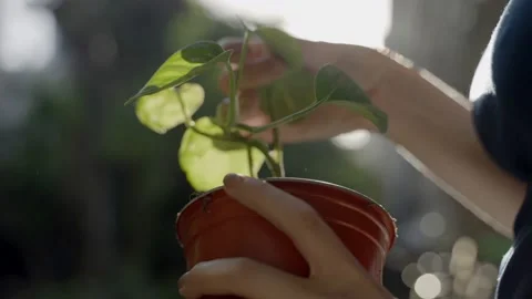 Close up on hand checking and touching leaves of a plant inside a container Stock Footage 154272725