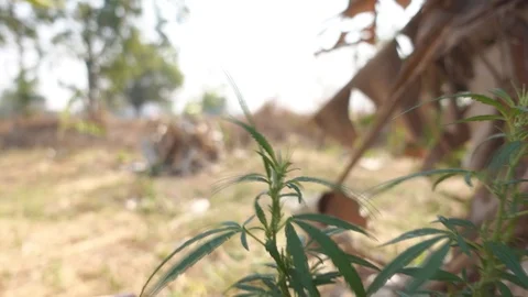 Close up of hand checking hemp plants in a greenhouse. 스톡 동영상 125415227