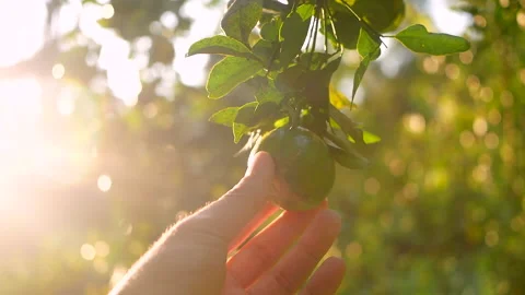 Close up of hand checking an oranges hanging on a tree in organic orange farm. Stock Footage 145783201